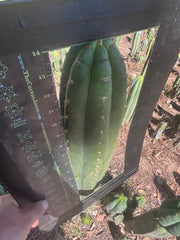 💎👑🌶️ Torres & Torres — XL 14” Tip