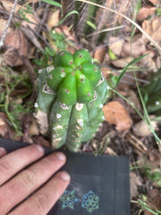 👑🌶️🌶️ KR04 — Whole Rooted Graft