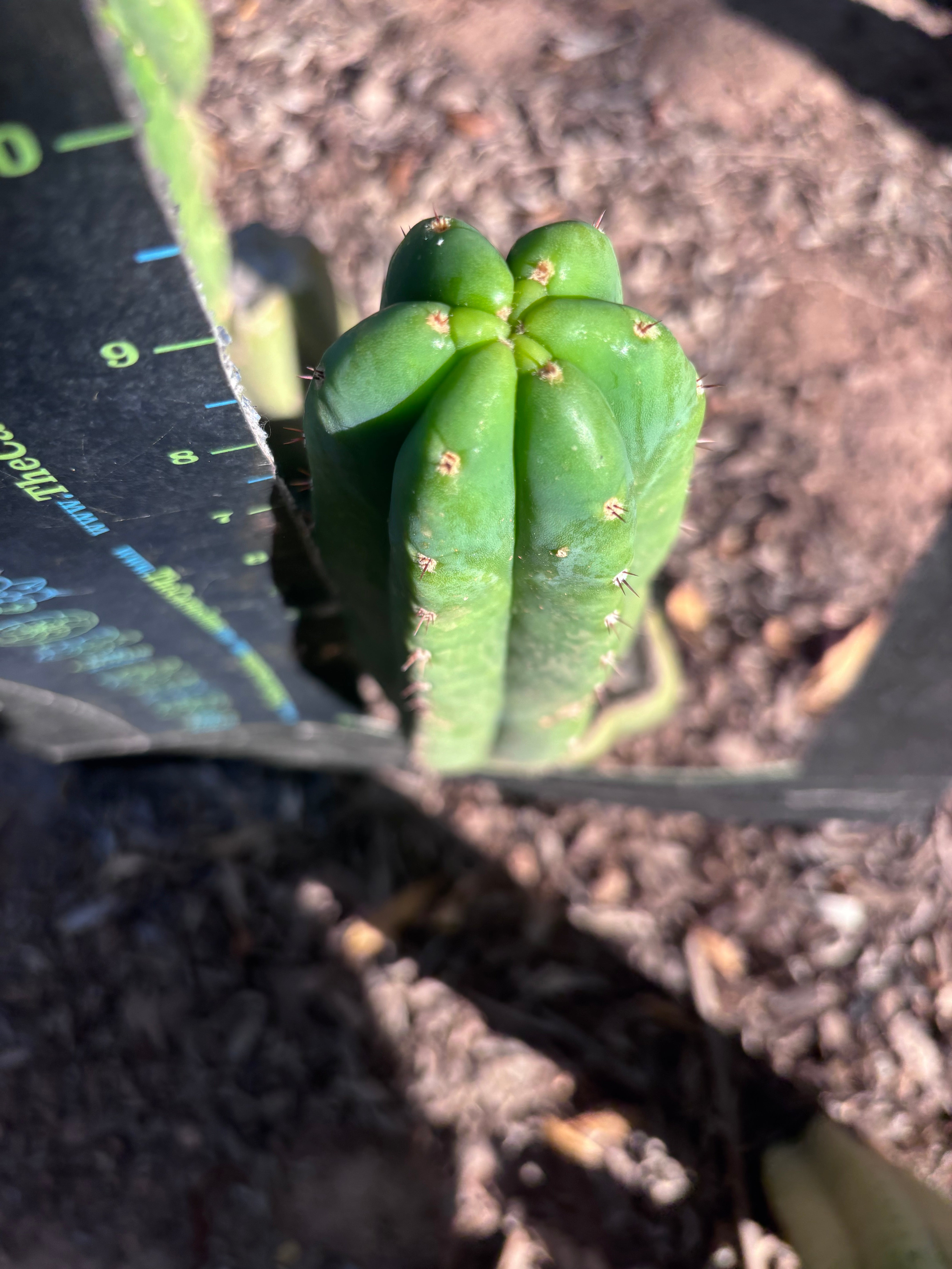 👑🌶️🌶️ Ogun — Another 9” Pup