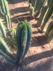 💎🌶️ 0102 — XXL Two Footer Tip (24”)