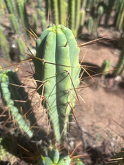 👑🌶️ Medicine Man — 13” Tip