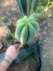 👑🌶️ CA1 Sherman — XL 12” Tip