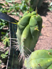 👑💎🌶️ Foolsbreath — 10” Pup