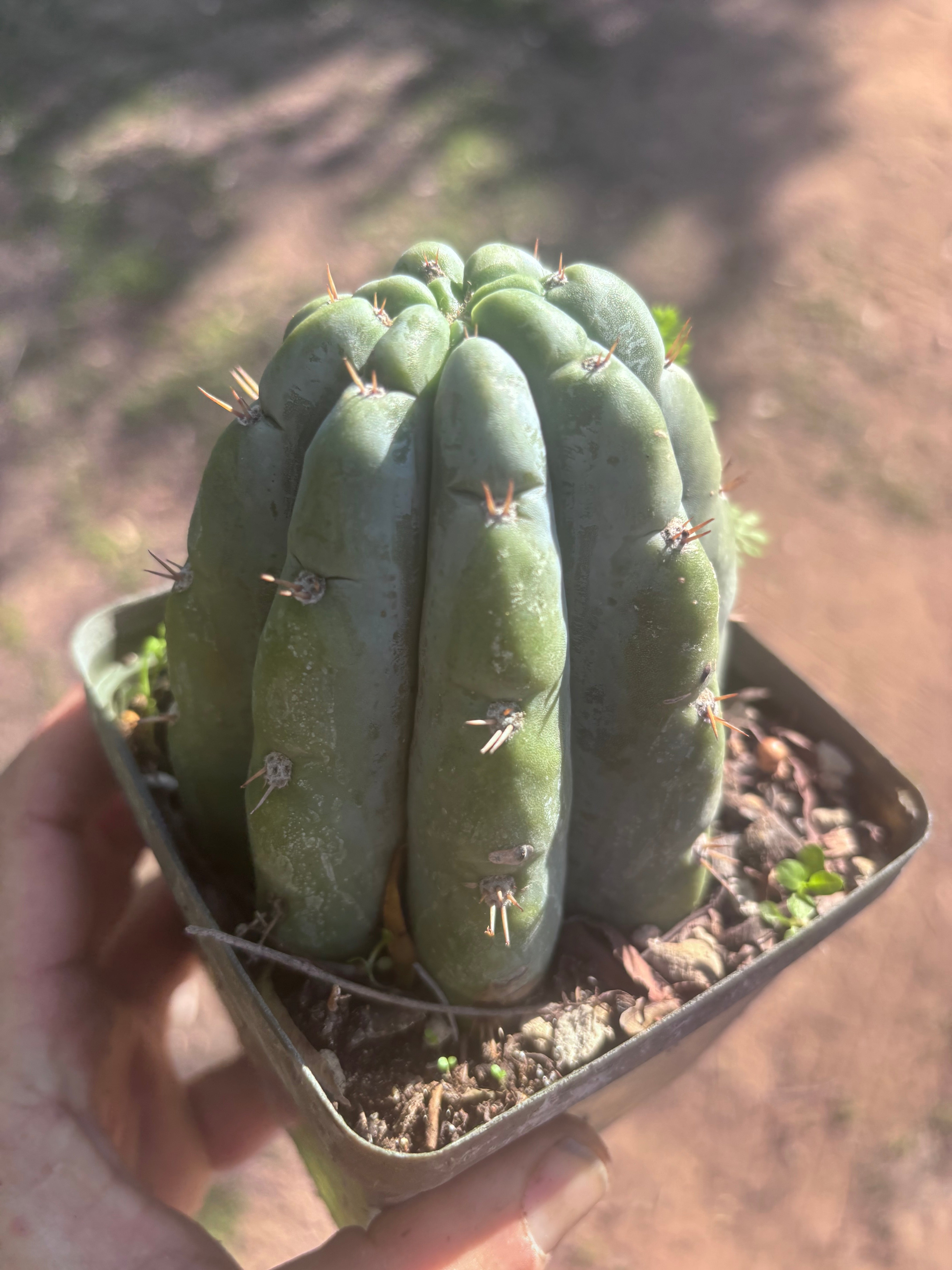 👑🌶️ Shine01 — Fat Rooted Tips