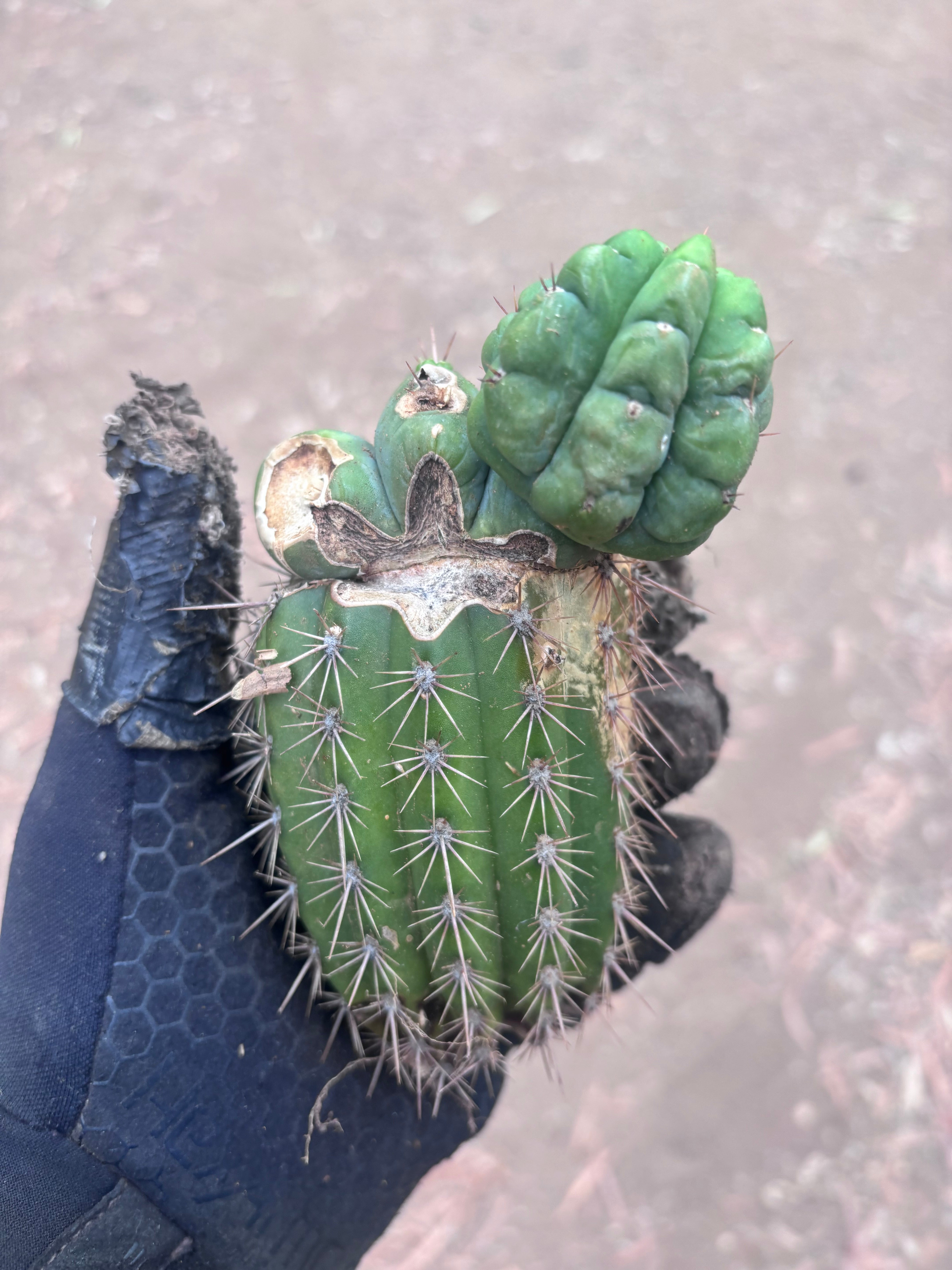 💎👑💎 Havran — Pupping Graft Grenade
