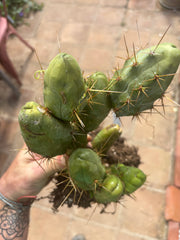 👑🌶️🌶️  TBM  Clone B — XL Rooted Cluster