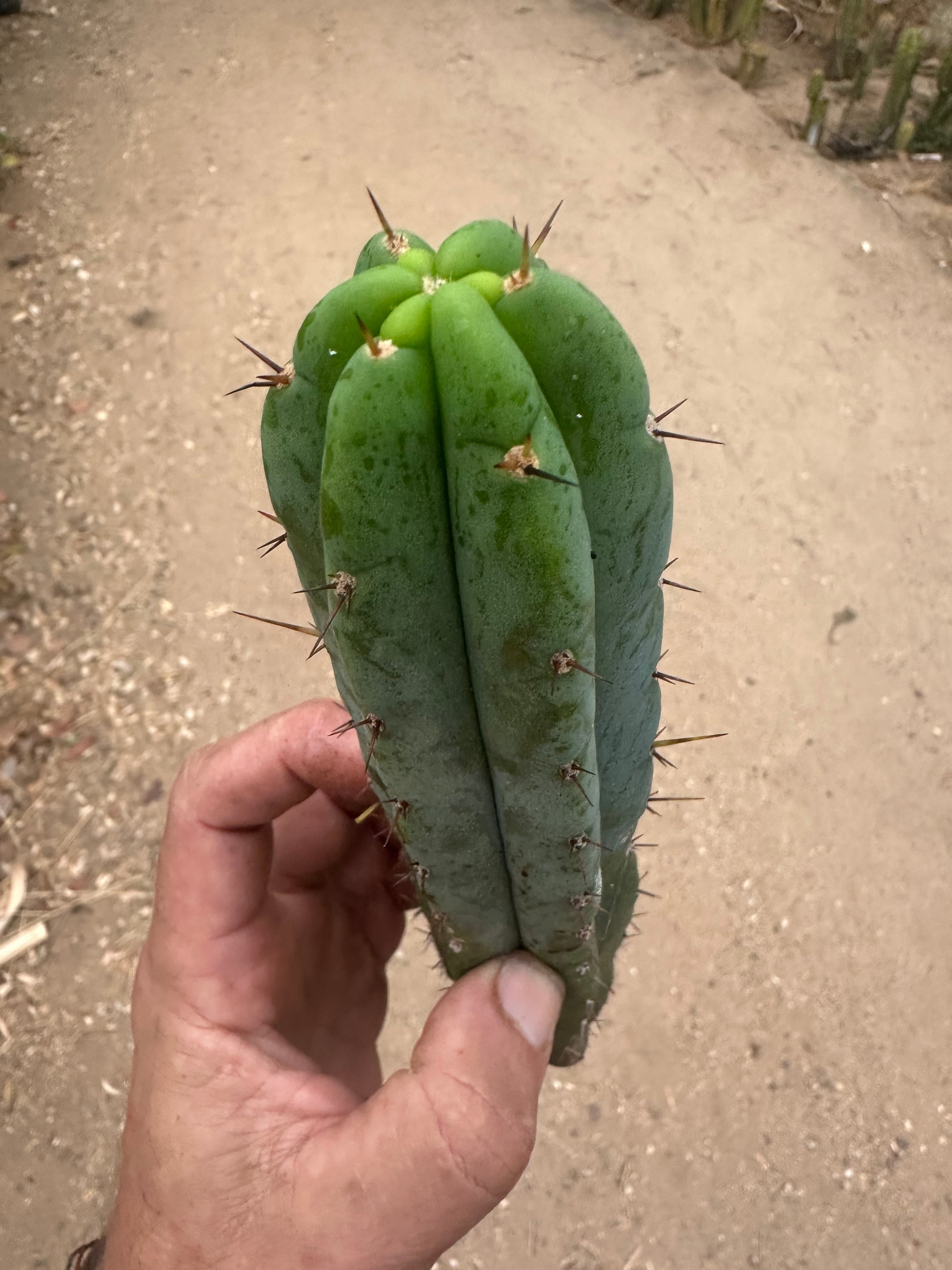 -👑 🌶️🌶️ Pala! — 10”  Pup