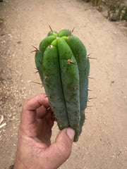 -👑 🌶️🌶️ Pala! — 10”  Pup