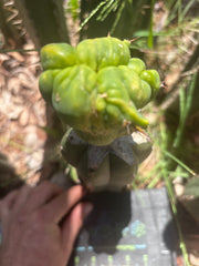 👑💎🌶️🌶️ TBMC Large Graft