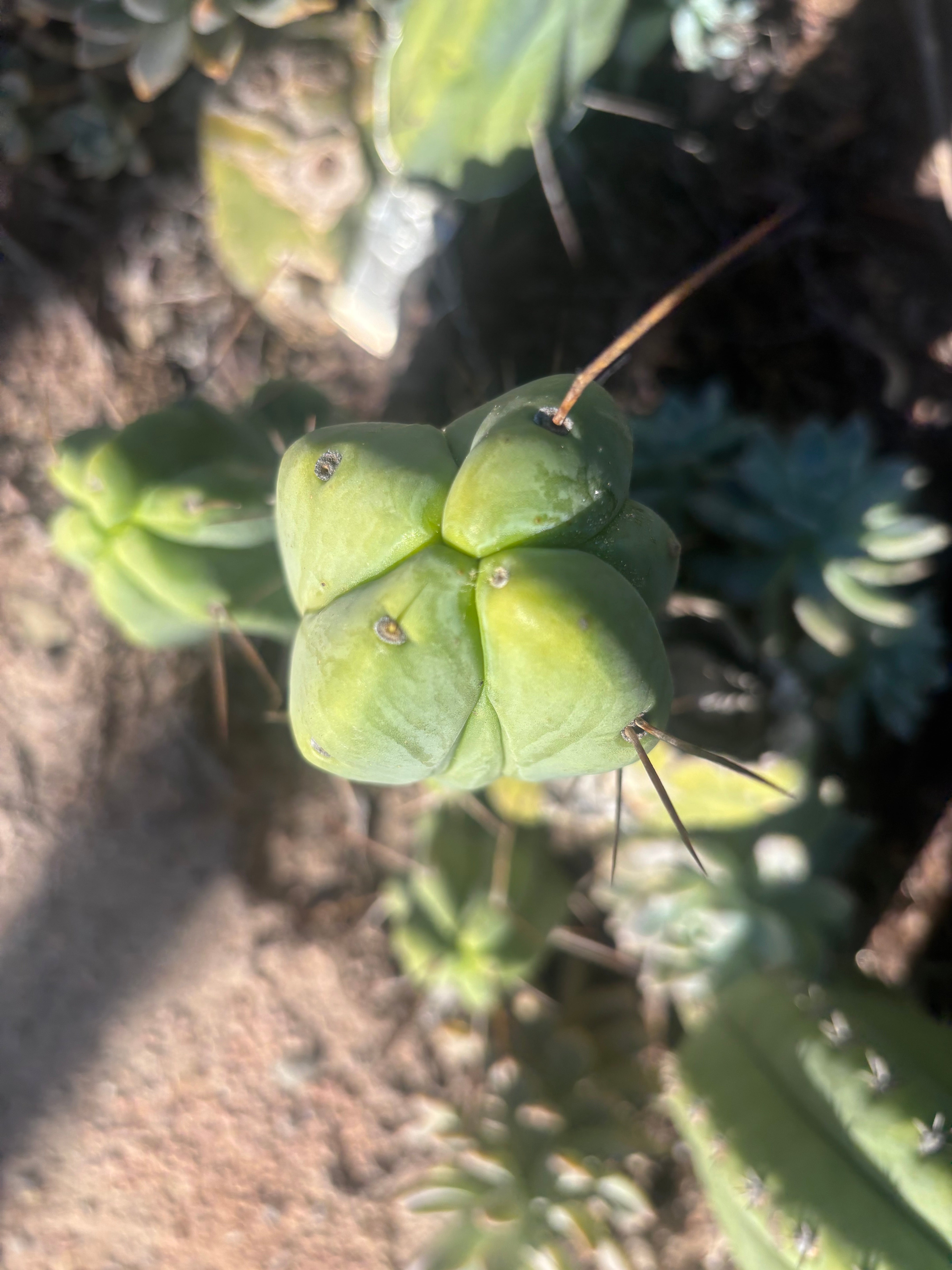 👑💎🌶️ Caballero — 8” Fourwang Pup