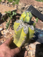 👑💎 Grecas Tip Graft — Fully Rooted