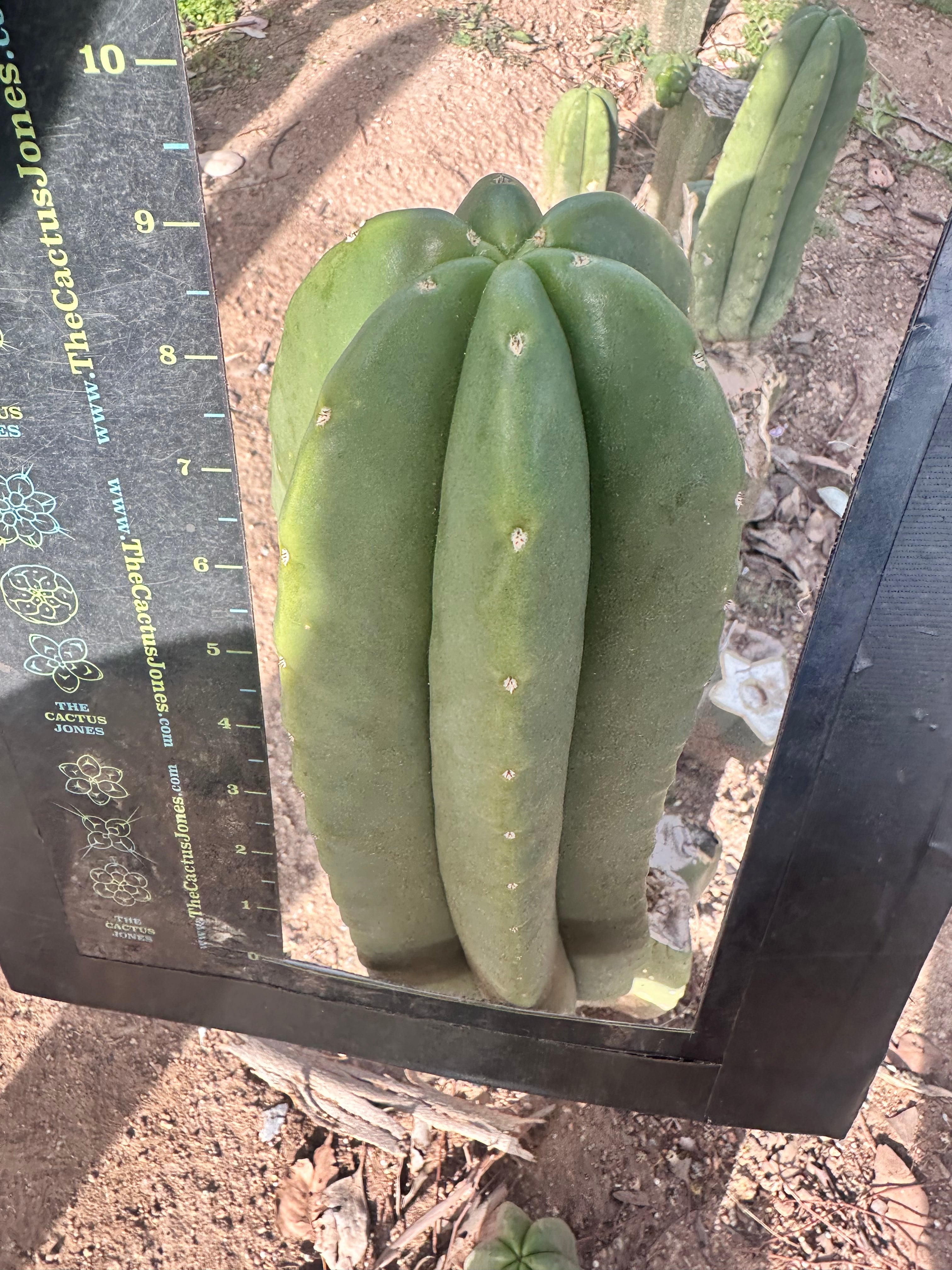 💎👑 Zulk — FATTY Tip