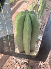 💎👑 Zulk — FATTY Tip