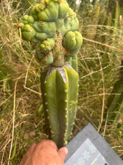 👑🌶️🌶️ TBMC — XL Graft