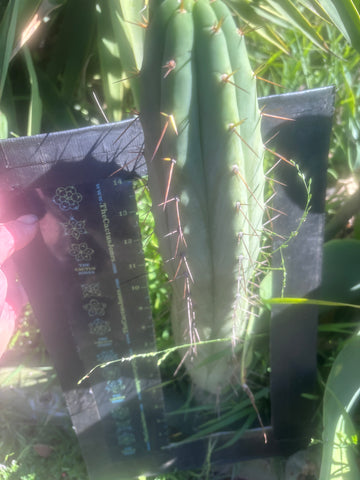 💎👑🌶️ Hammer — XL 18” Pup