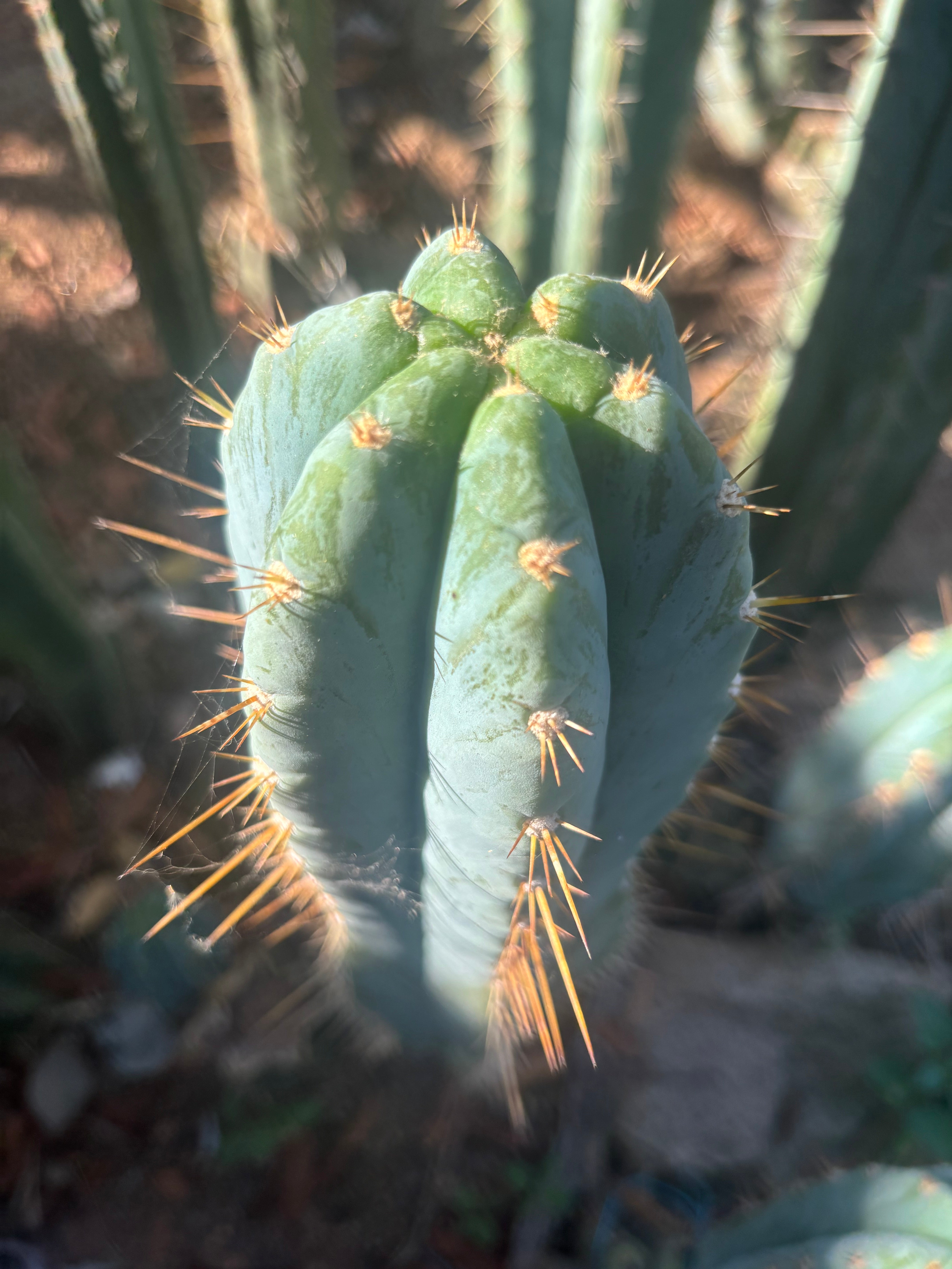 💎👑 Argentinensis “Coopers Clone” — 10” Tip