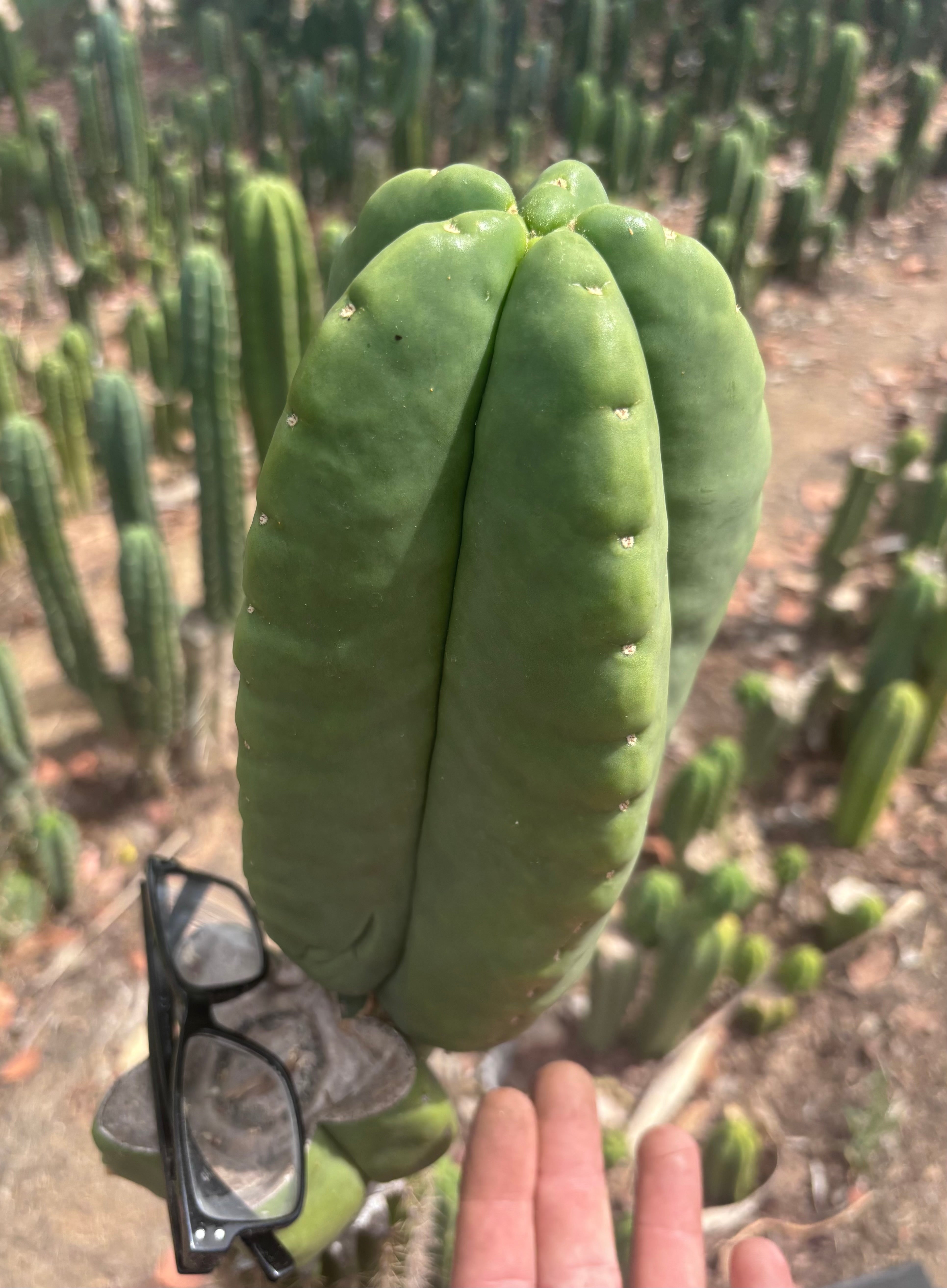 💎👑💎🌶️ Ferah — Massive 10” Melon!