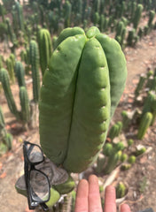 💎👑💎🌶️ Ferah — Massive 10” Melon!
