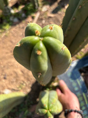 🌶️ Scop x KGC — XL 14” Pup