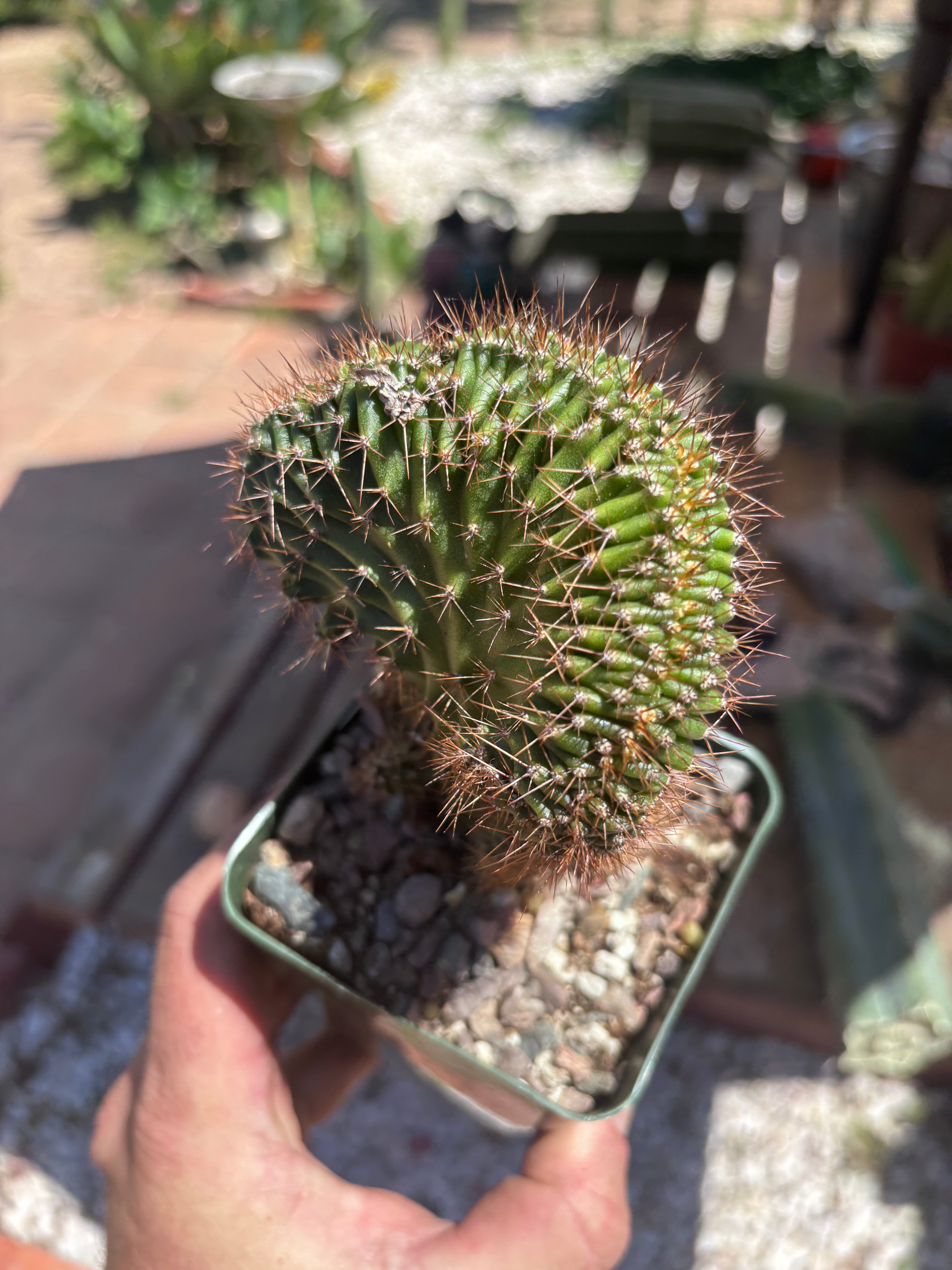 💎👑 Austin — Rooted Crest