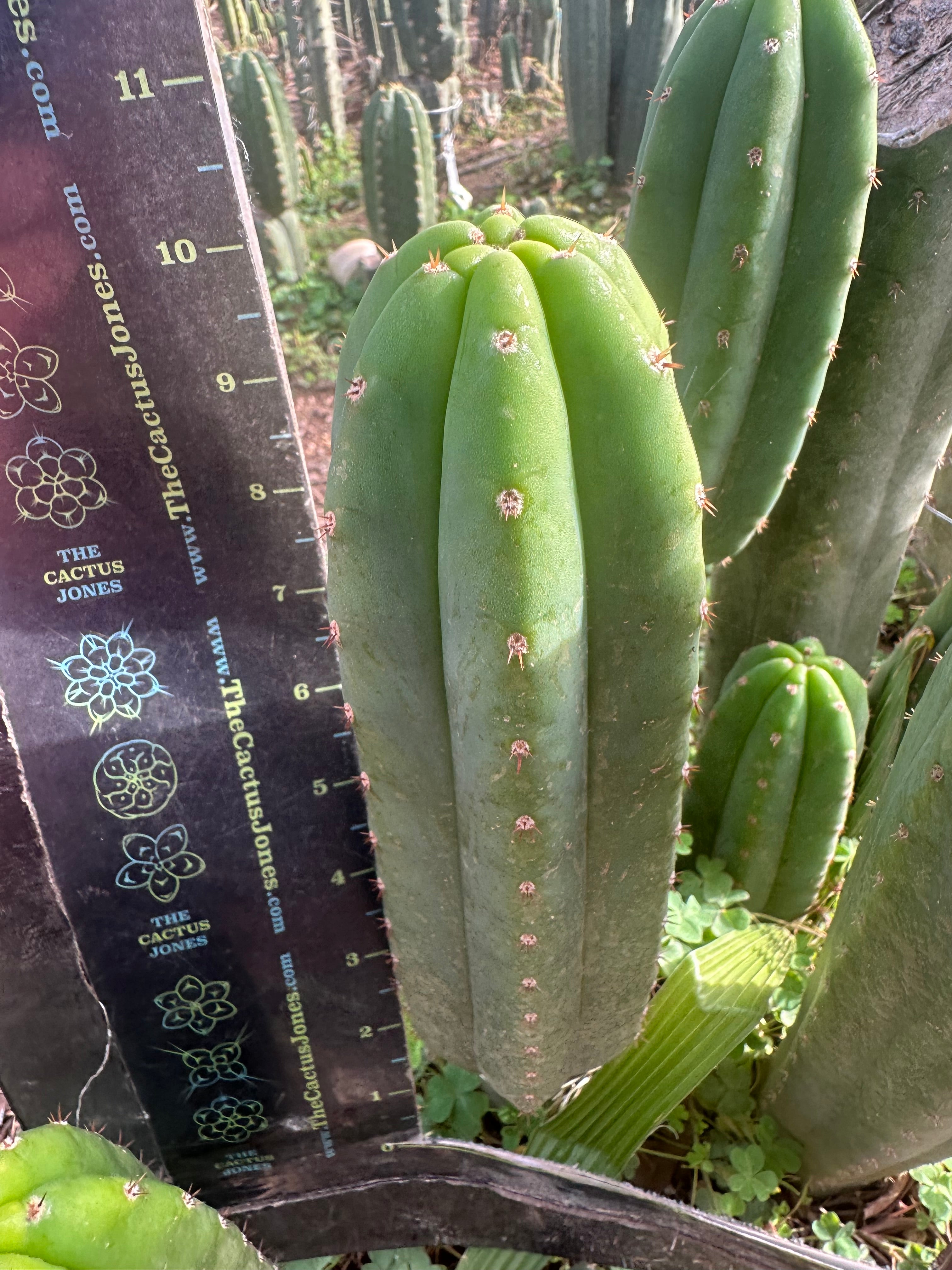 👑🌶️ Davy — 10” Pup