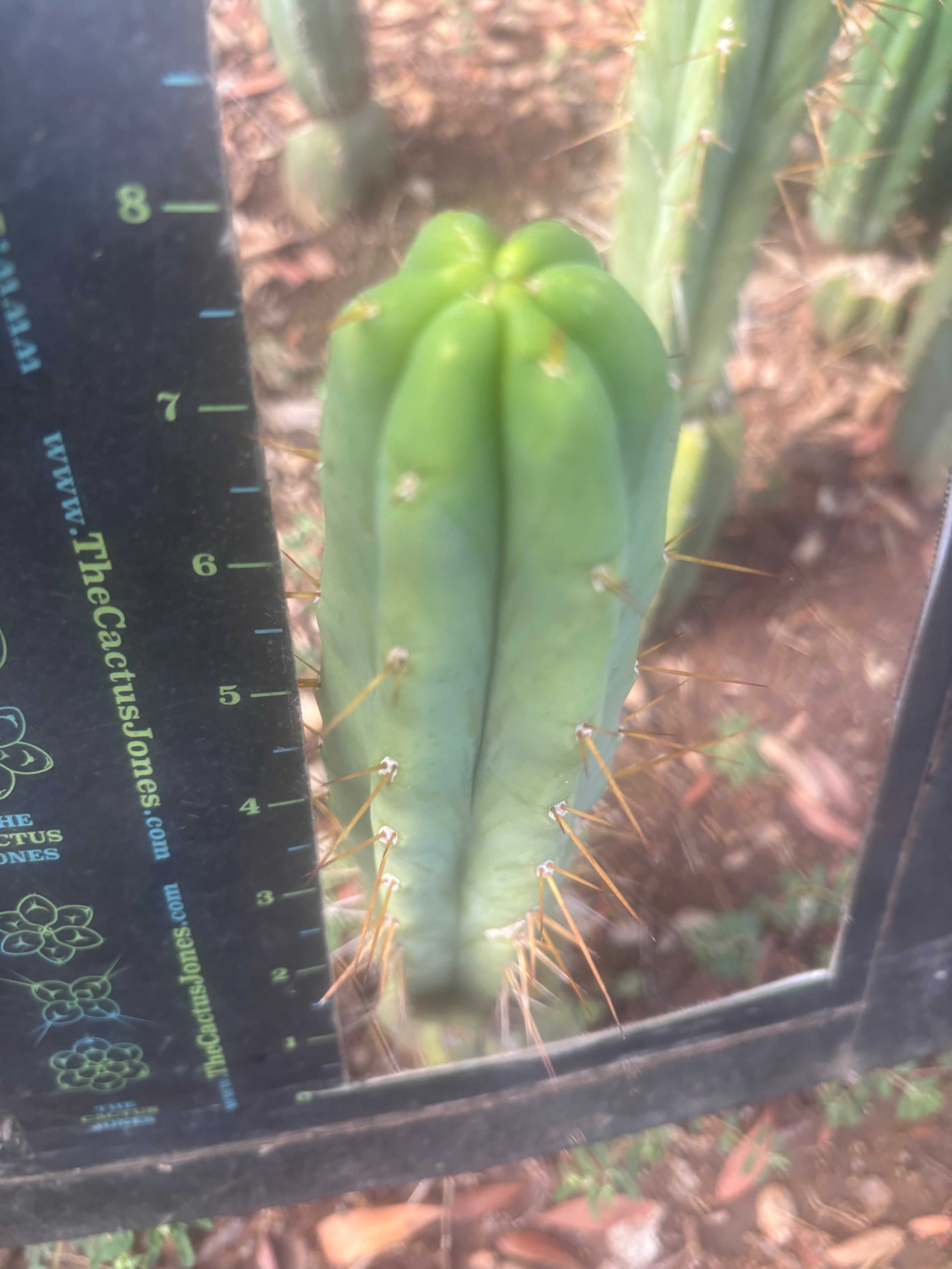 👑🌶️ MJC01  — 8” Revert Tips (Inventory Listing)