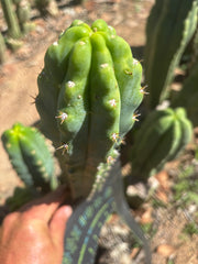 🌶️🌶️ NoidTwo — 10” Tip