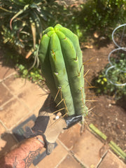 👑🌶️🌶️ Eileen — XL 14” Tip