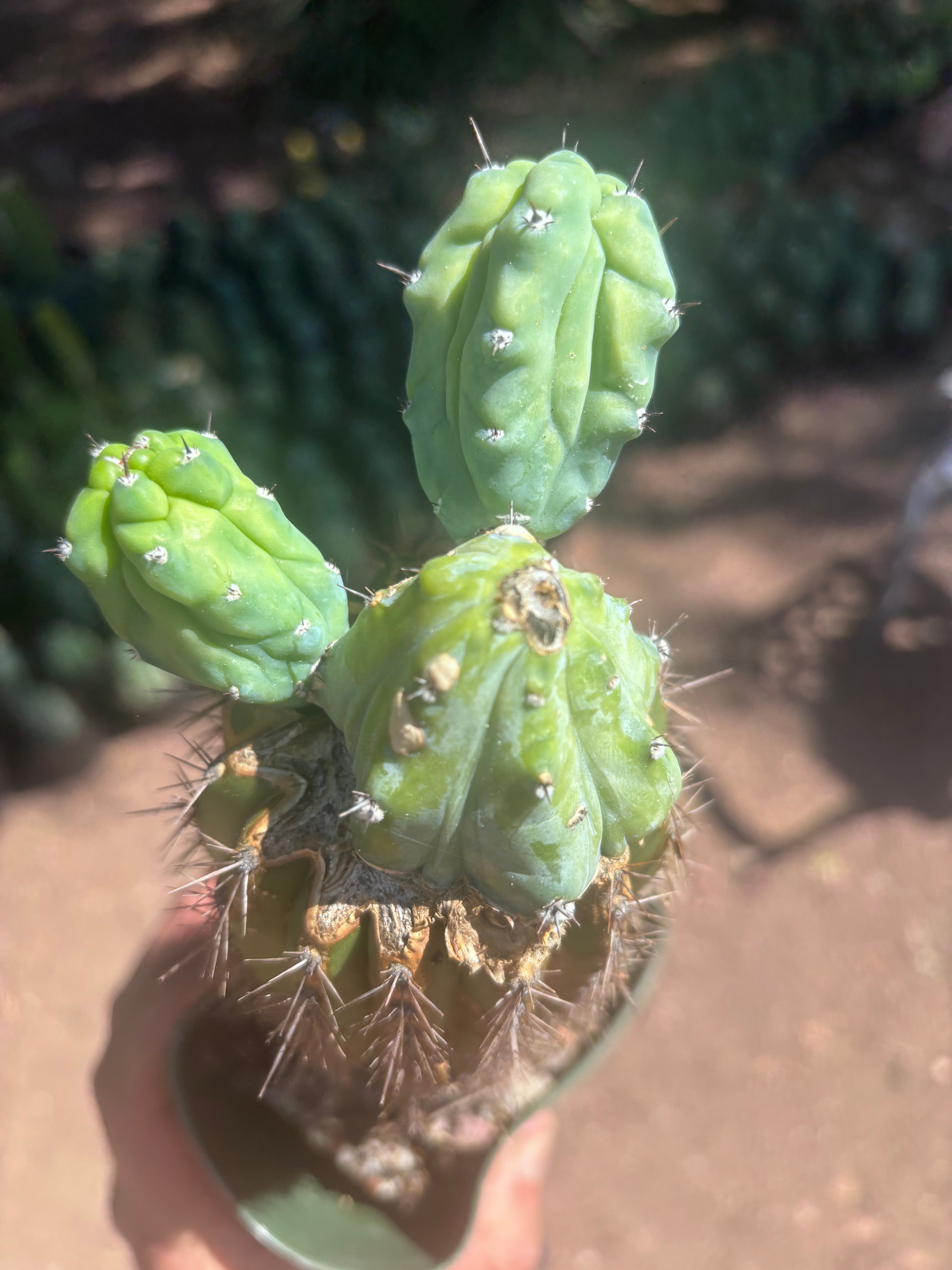 👑💎 Grecas — Butt Graft with 2 Pups