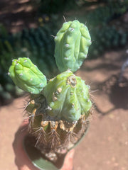 👑💎 Grecas — Butt Graft with 2 Pups