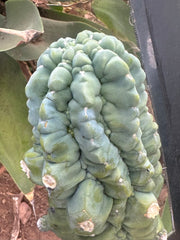 *👑💎 Glorp! — Thick 7” Tip