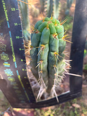 👑 Chala, The Backeburg Clone — 11.5” Tip