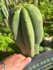 👑🌶️ Jonesy07 — FAT 10” Tip