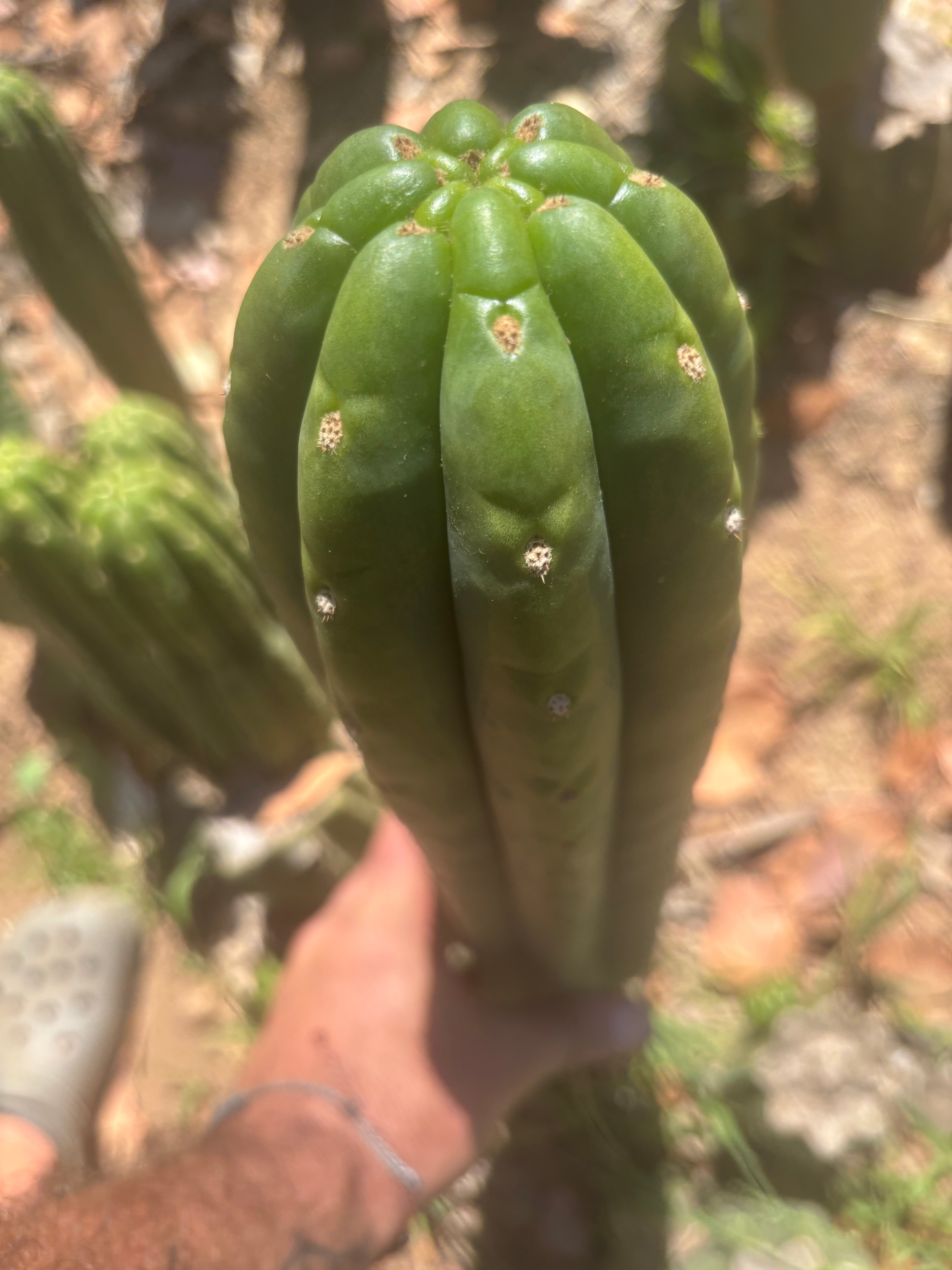 💎👑🌶️ The Field’s Pachanoi — XL 15” Pup