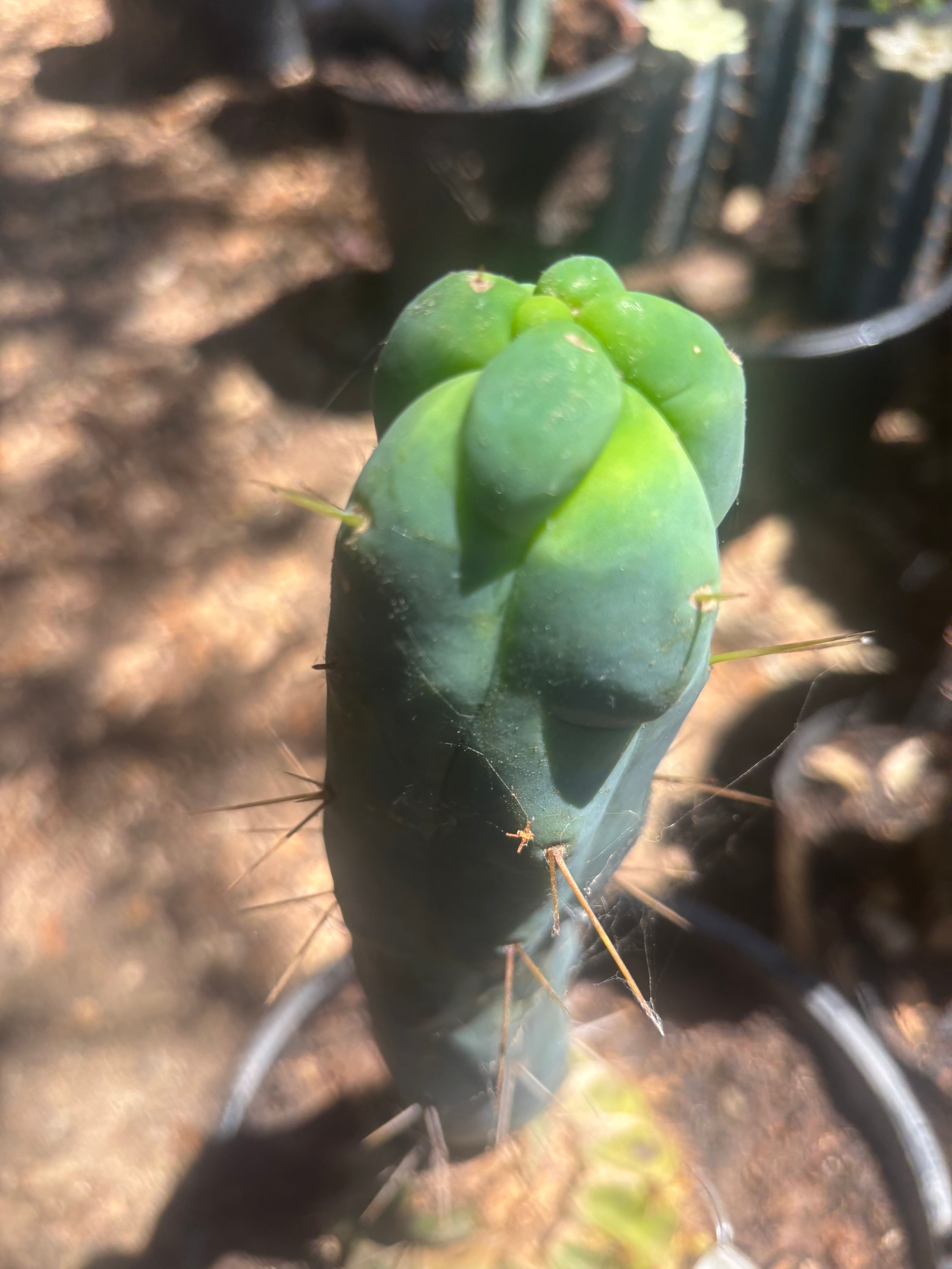 💎👑🌶️ Monster De Cota Cota — 8” Tip