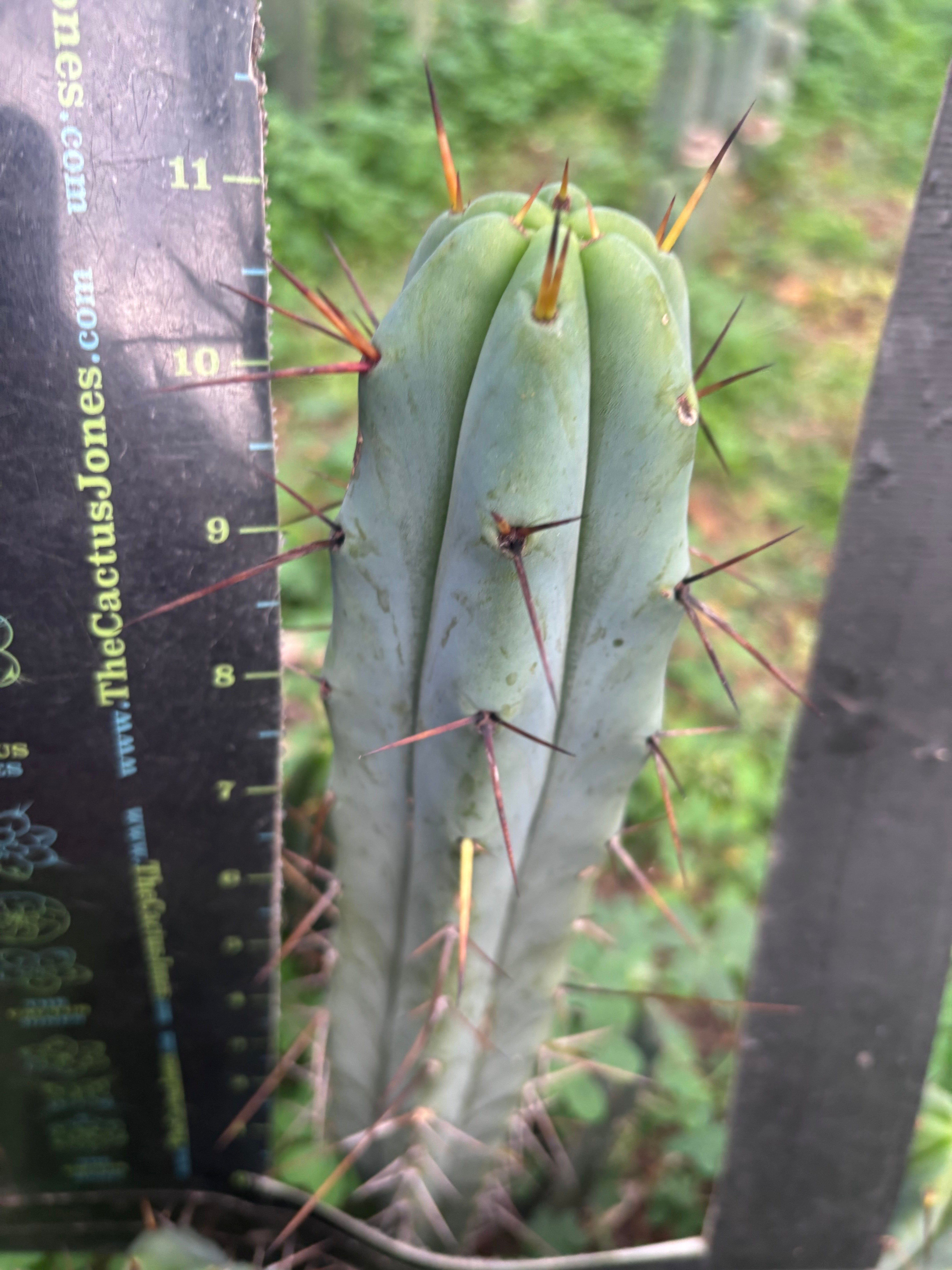 👑🌶️ Mesa Gardens Bridge — 11” Tip