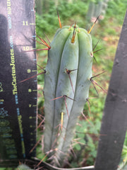 👑🌶️ Mesa Gardens Bridge — 11” Tip