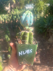 💎👑💎  NUBS — Pupped Slab Graft on Rooted Hammer