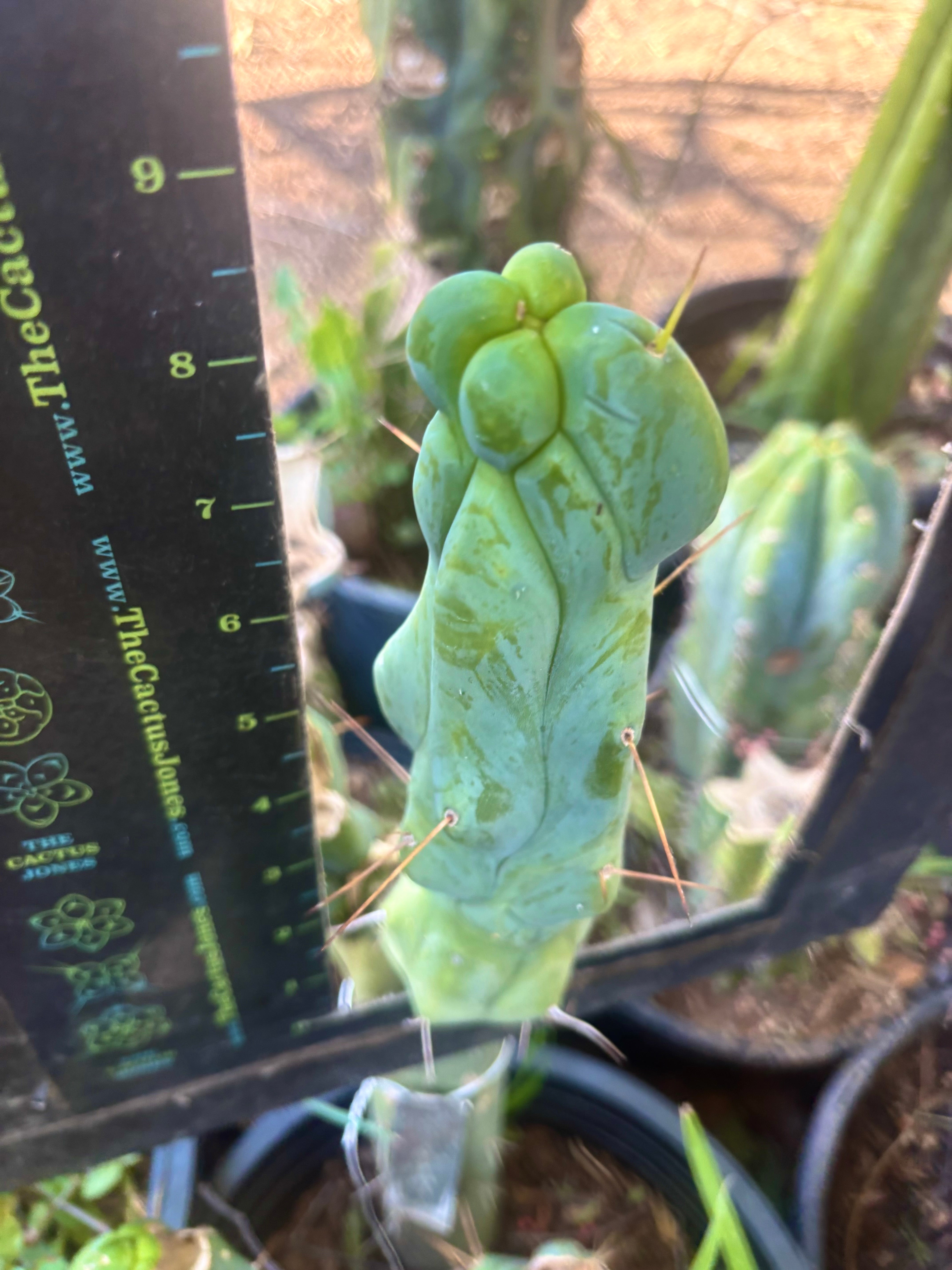 💎👑💎🌶️ Brusina — 3rd Release — 8.5” Pup