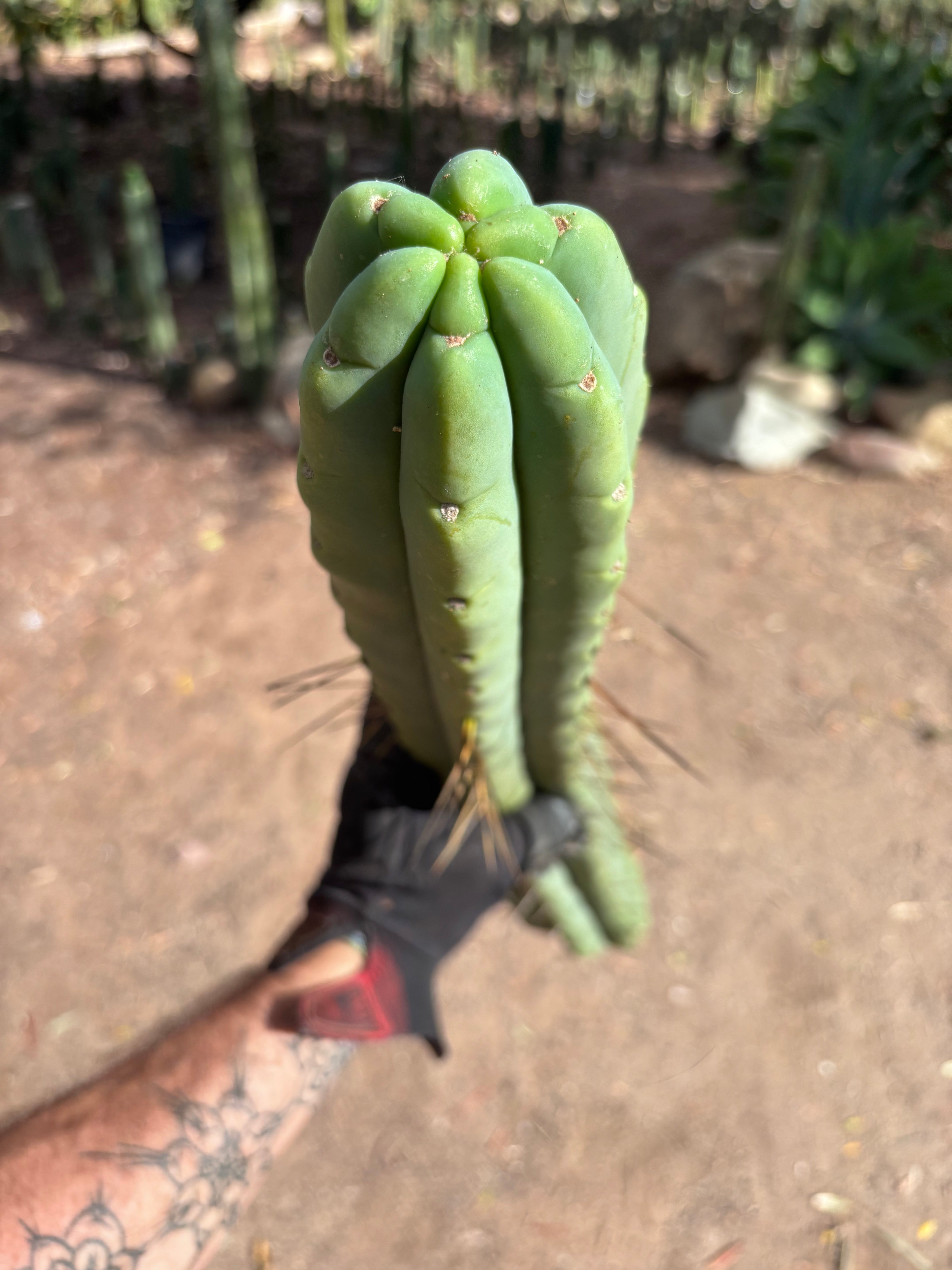 💎👑💎🌶️🌶️ Eileen — MEGA 21” (Tip #6)