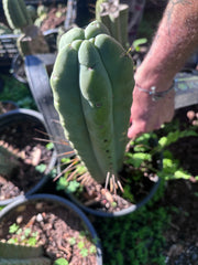 👑💎🌶️🌶️ Eileen — 14” Mega Tip