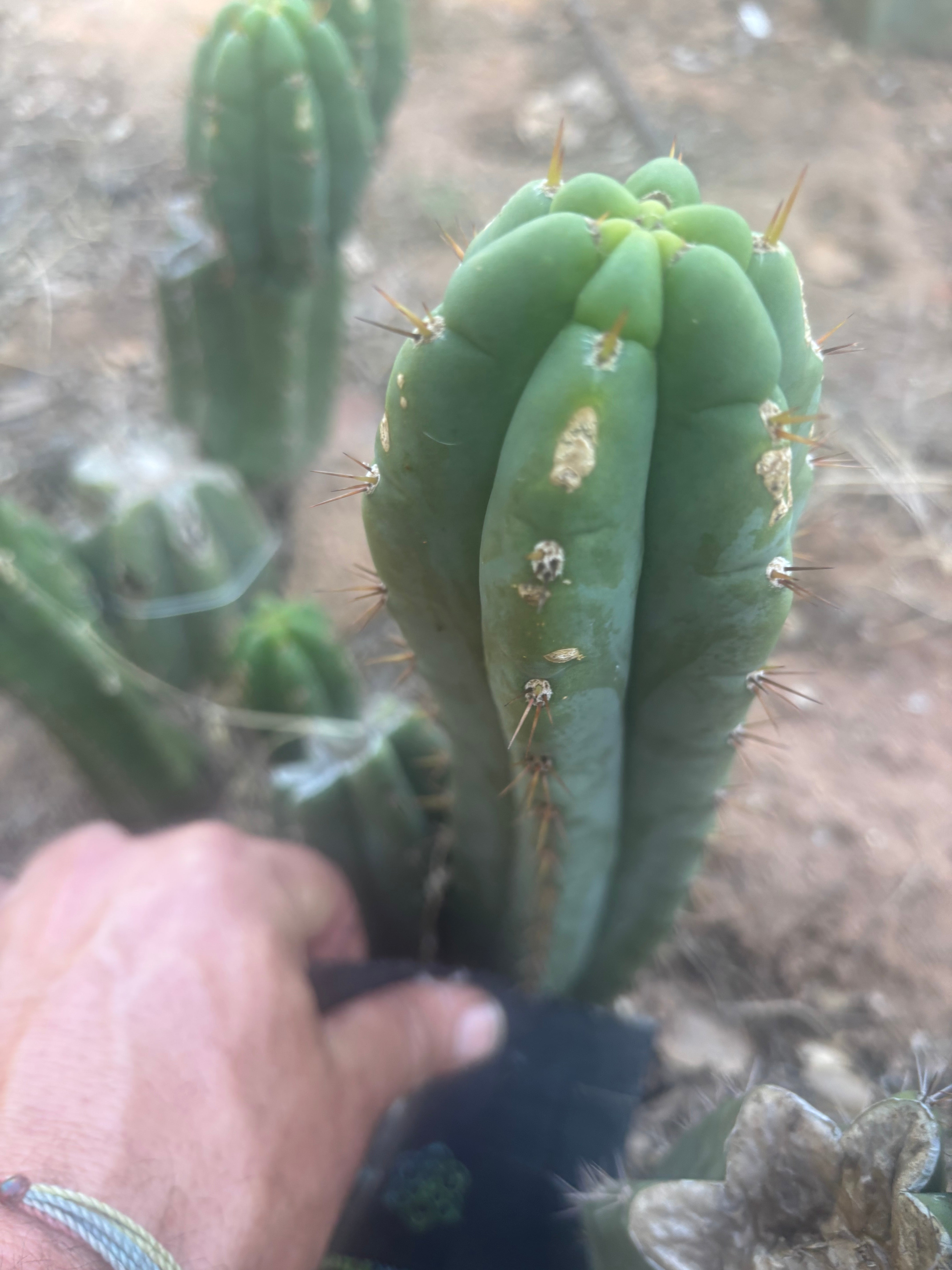 👑🌶️🌶️ Austy’s Bomb — 8.5” Tip