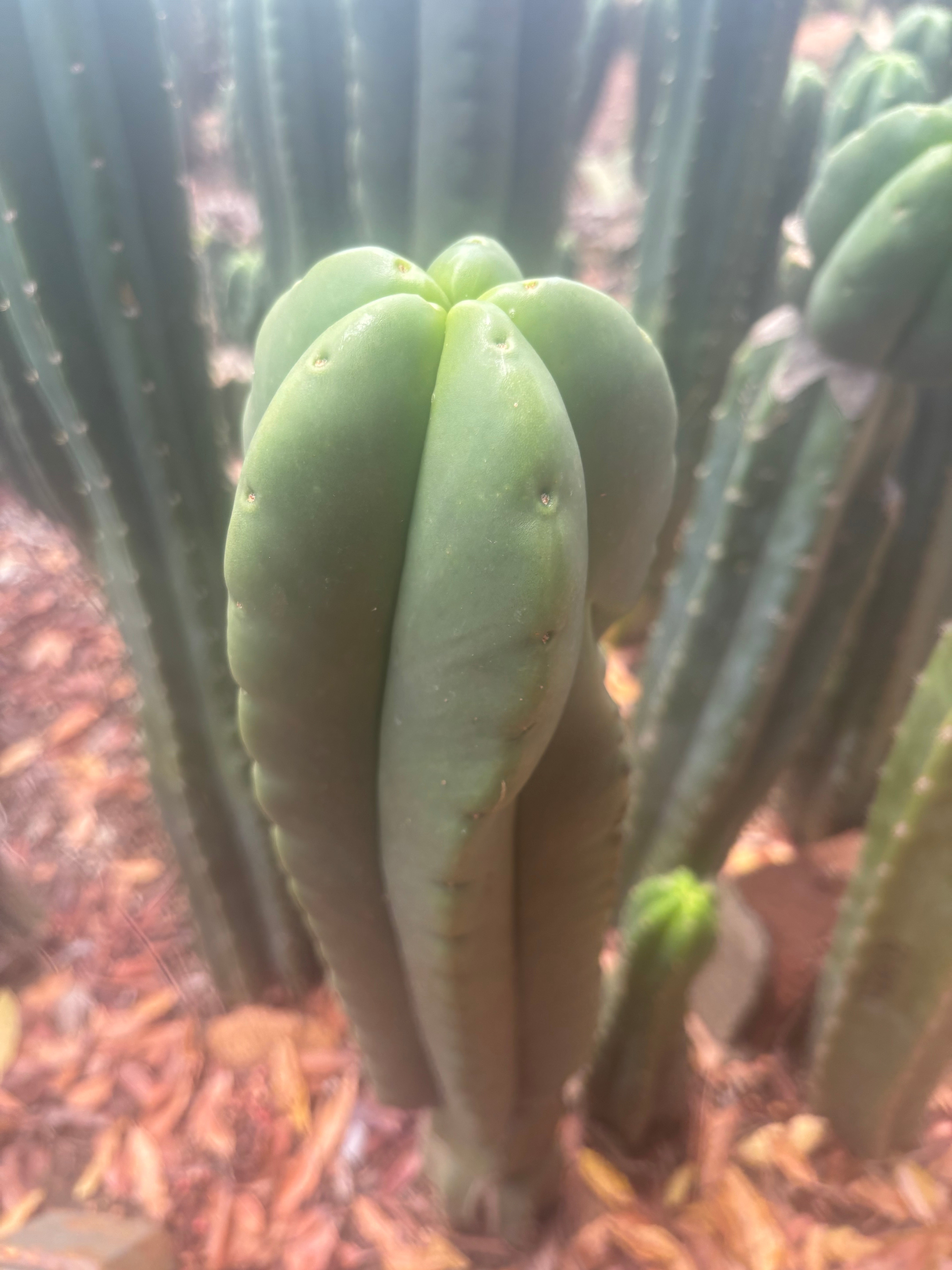 💎👑🌶️ Ferah — Chubby 9” Tip