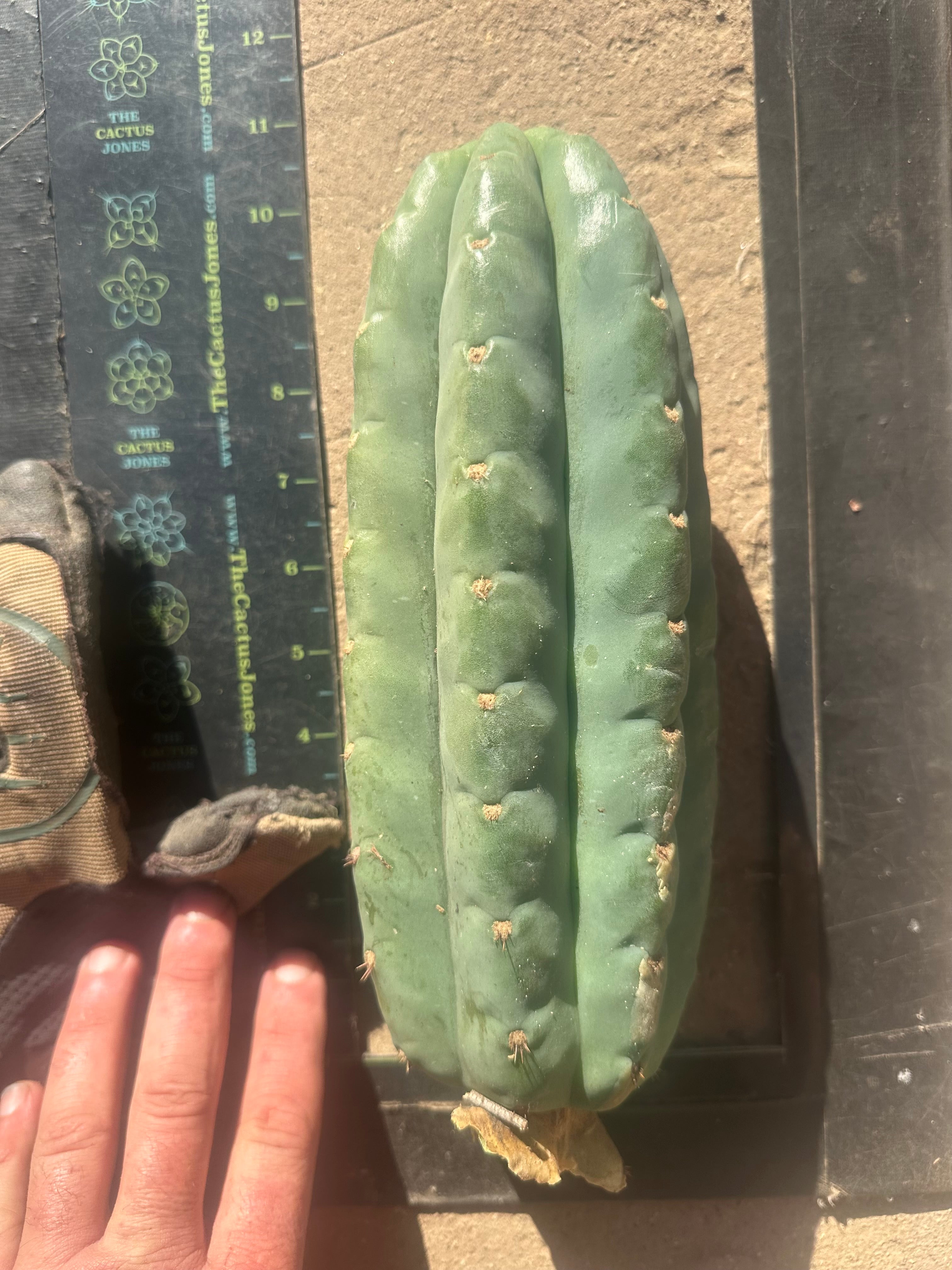 👑🌶️Jonesy02 — Fat 10” Melon Pup