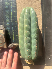 👑🌶️Jonesy02 — Fat 10” Melon Pup