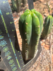 👑🌶️🌶️ Landfill — 10” Tip