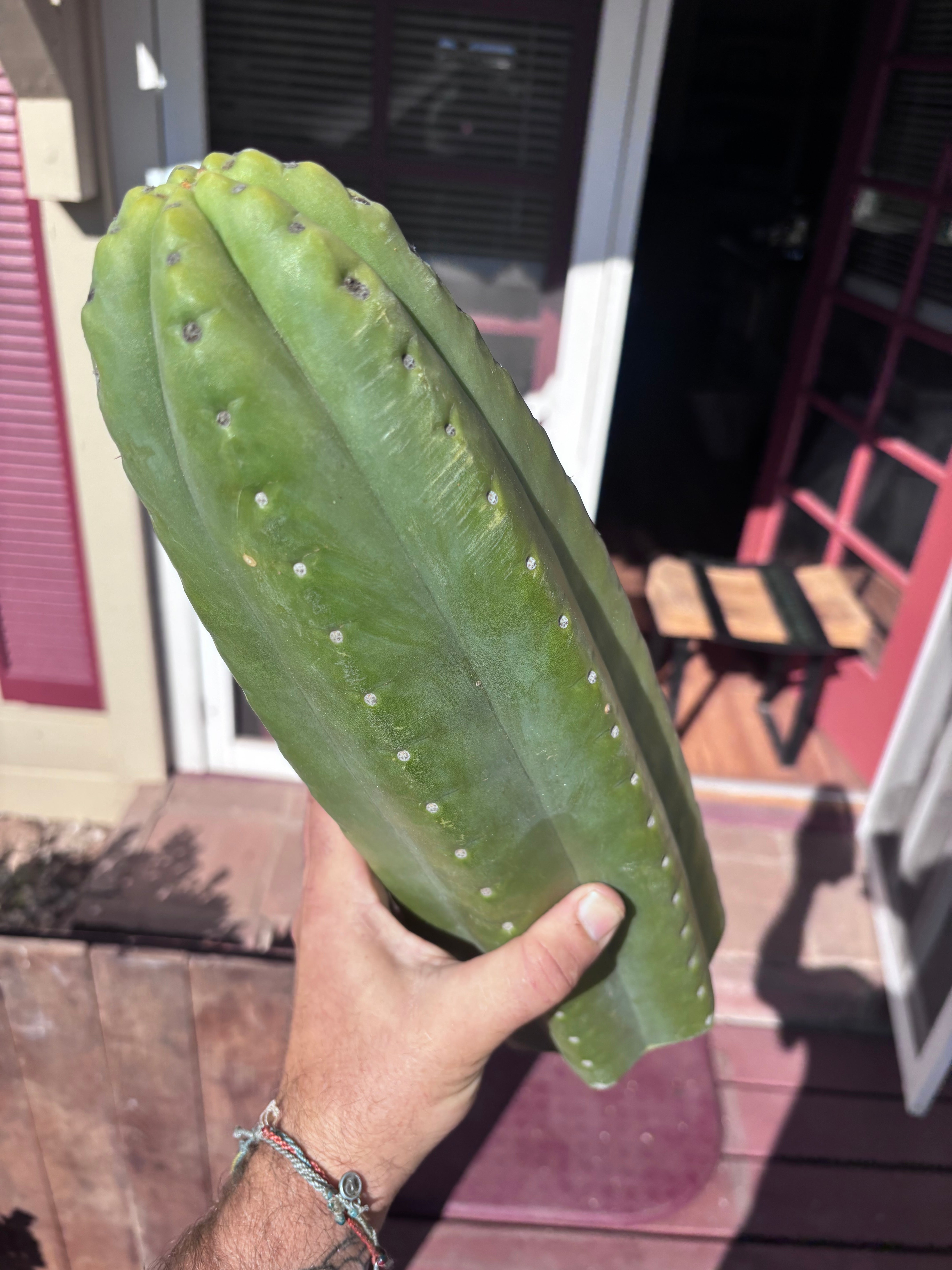 👑💎🌶️ The 2nd Fattest Soozy Tip I’ve Ever Listed