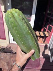 👑💎🌶️ The 2nd Fattest Soozy Tip I’ve Ever Listed