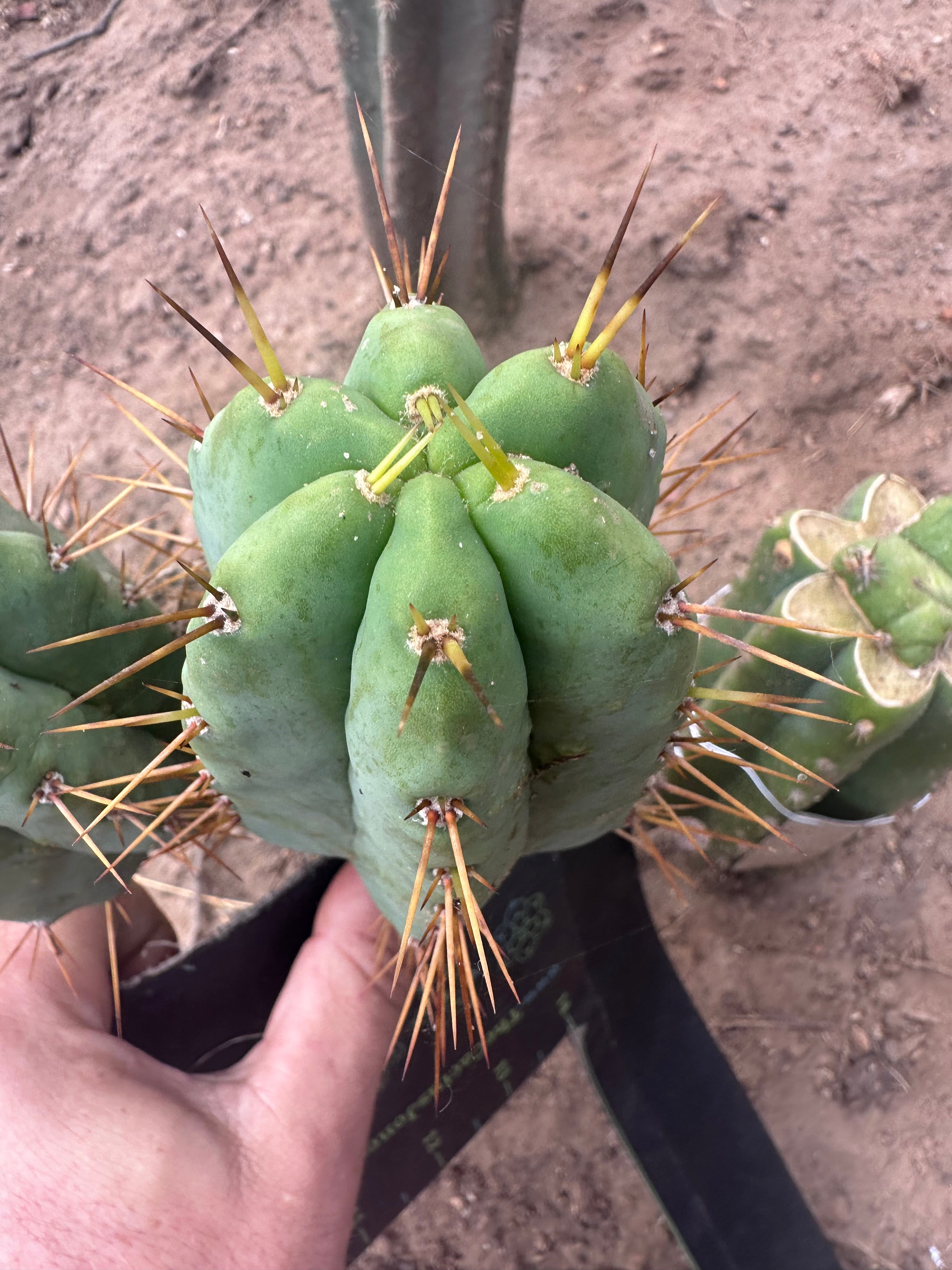 👑💎🌶️ CSD — 5” Grenade