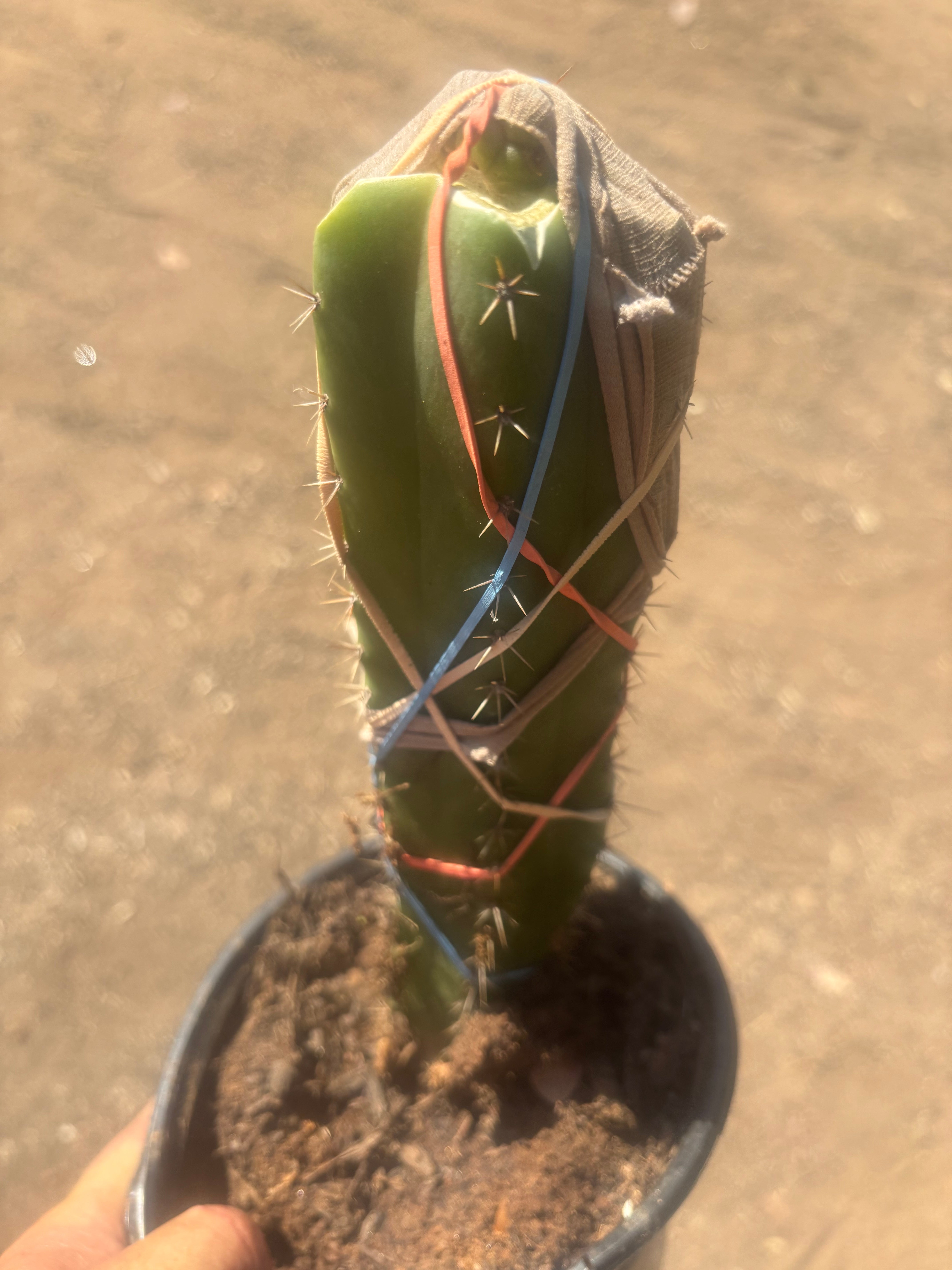 💎🌶️🌶️ NOM — Pup Graft On Seed Grown Rooted Stock